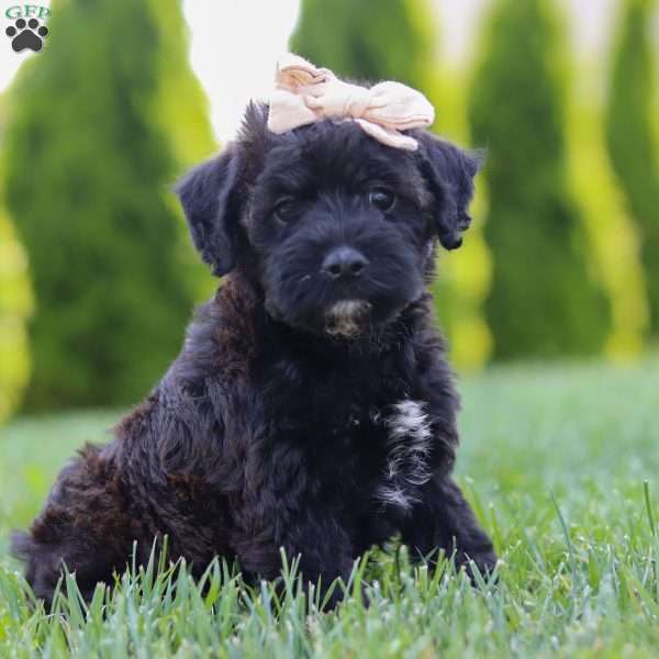 Cassidy, Mini Schnoodle Puppy